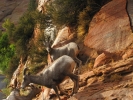 PICTURES/Mt Carmel Highway & Lodging/t_Mt. Carmel Hwy - Sheep7.jpg
